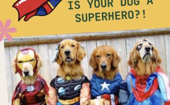 Philadoptables’ Dine & Donate Super Dog Event