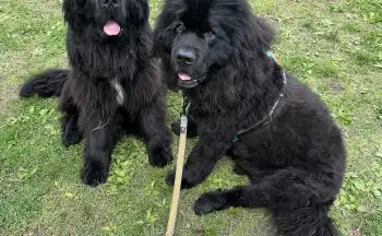 Happy Birthday Hopz and Lager!